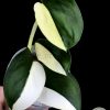 Scindapsus Jade Satin albo (halfmoon)