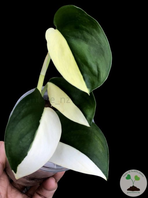 Scindapsus Jade Satin albo (halfmoon)