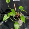 Monstera Acacoyaguensis