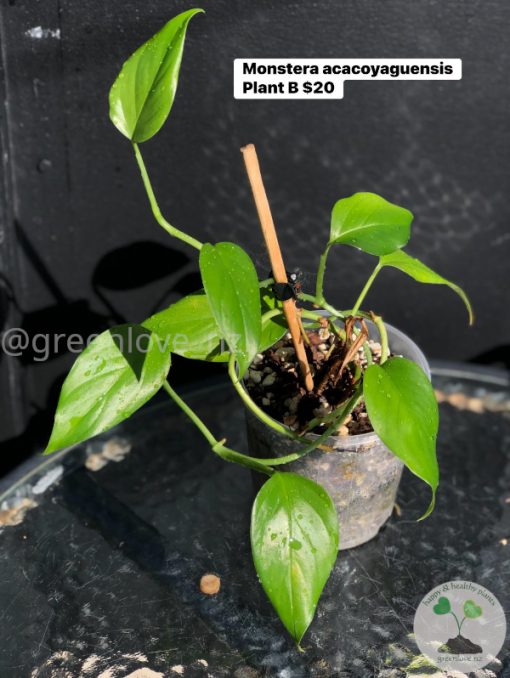 Monstera Acacoyaguensis
