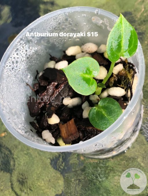 Anthurium Dorayaki