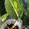 Rare Philodendron Gloriosum variegata