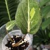 Rare Philodendron Gloriosum variegata