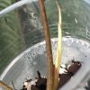 Rare Philodendron Gloriosum variegata