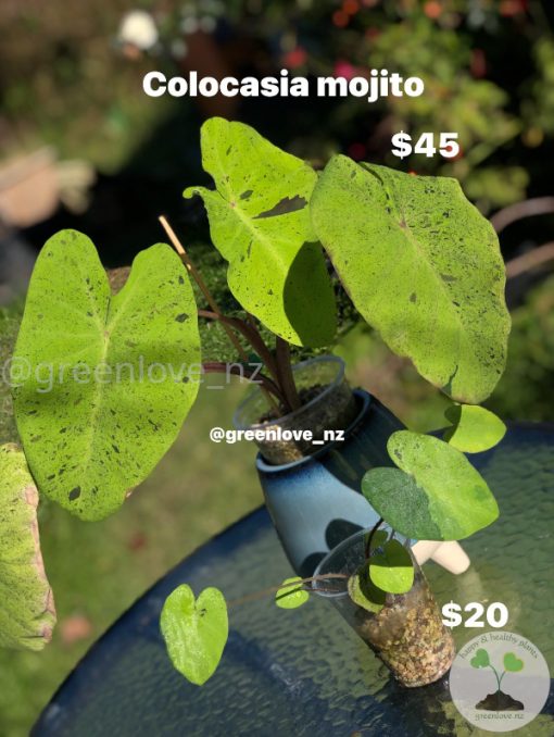 Colocasia Mojito