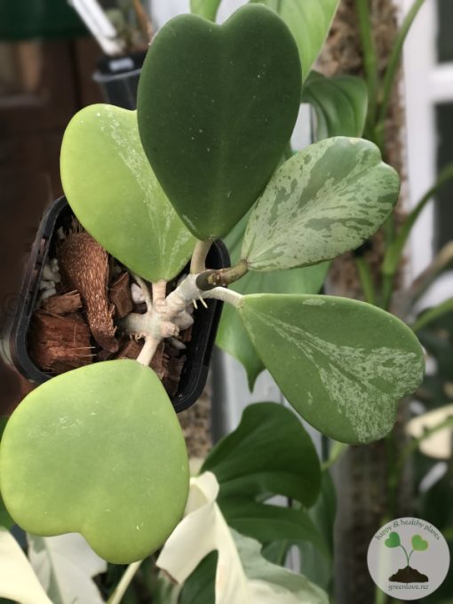 Hoya Kerrii Silver