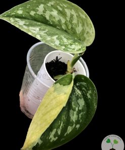 Ultra Rare Scindapsus Majika