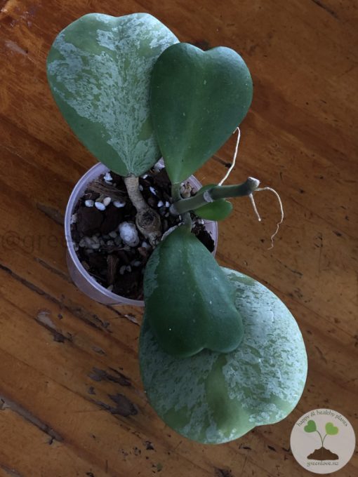 Hoya Kerrii Silver