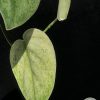 Rare Scindapsus Gold Dust