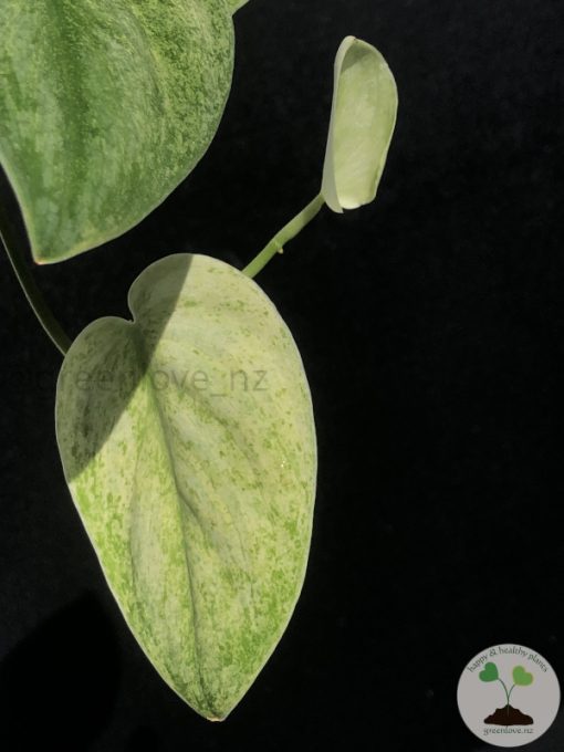 Rare Scindapsus Gold Dust - Image 2
