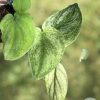 Rare Scindapsus Gold Dust