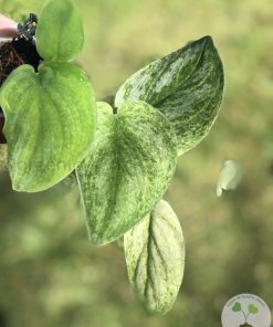 Rare Scindapsus Gold Dust