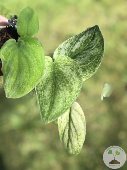 Rare Scindapsus Gold Dust