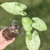 Alocasia Macrorrhiza mint splash
