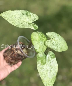 Alocasia Macrorrhiza mint splash