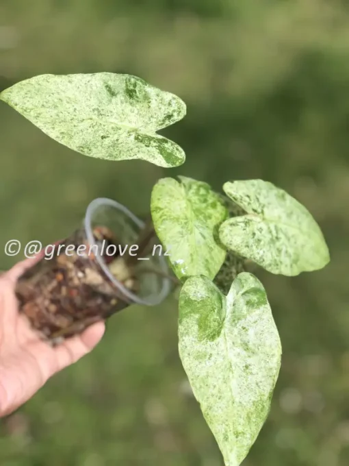 Alocasia Macrorrhiza mint splash
