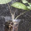 Alocasia Macrorrhiza mint splash