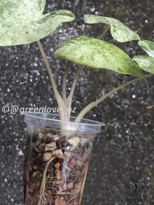 Alocasia Macrorrhiza mint splash - Image 2