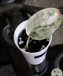 Scindapsus Silver Splash
