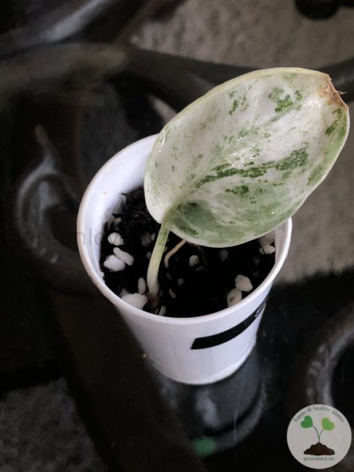 Scindapsus Silver Splash
