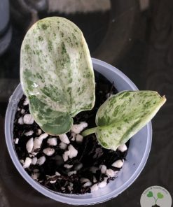 Scindapsus Silver Splash