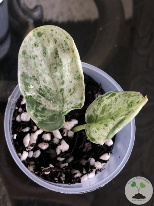 Scindapsus Silver Splash