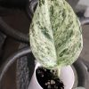 Rare Scindapsus Moonlight Marble