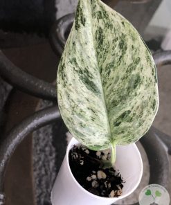 Rare Scindapsus Moonlight Marble