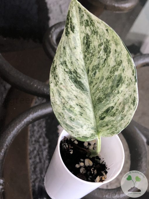 Rare Scindapsus Moonlight Marble