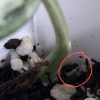 Rare Scindapsus Moonlight Marble