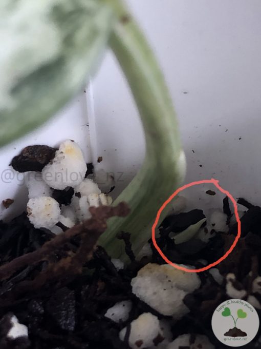 Rare Scindapsus Moonlight Marble - Image 2