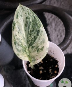 Rare Scindapsus Moonlight Marble