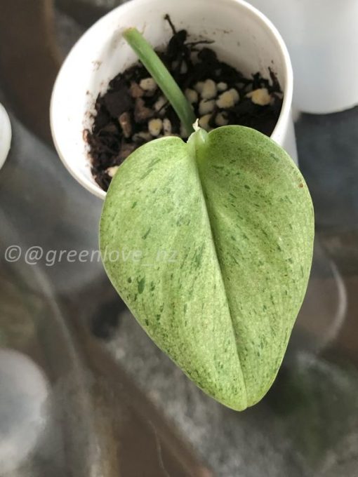 Rare Scindapsus moonlight mint variegata - D