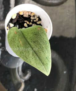 Rare Scindapsus moonlight mint variegata - B