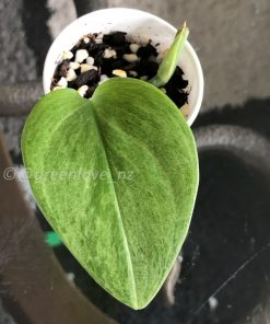 Rare Scindapsus moonlight mint variegata - A