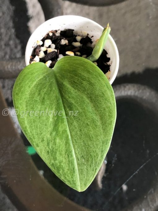 Rare Scindapsus moonlight mint variegata - A