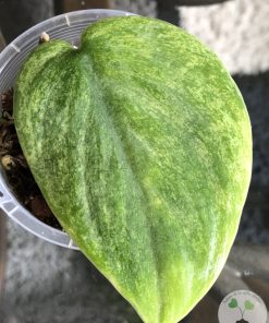 Rare Scindapsus Gold Dust