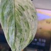 Scindapsus sp salaka Blue albo marble variegated