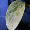 Scindapsus sp salaka Blue albo marble variegated