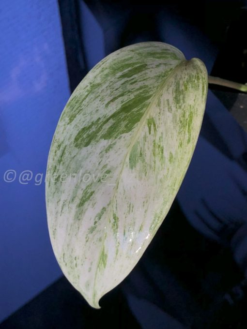 Scindapsus sp salaka Blue albo marble variegated - Image 3