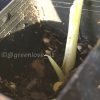 Scindapsus sp salaka Blue albo marble variegated