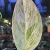 Scindapsus sp salaka Blue albo marble variegated