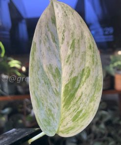 Scindapsus sp salaka Blue albo marble variegated