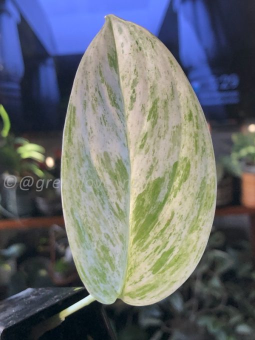 Scindapsus sp salaka Blue albo marble variegated