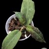 Hoya undulata red