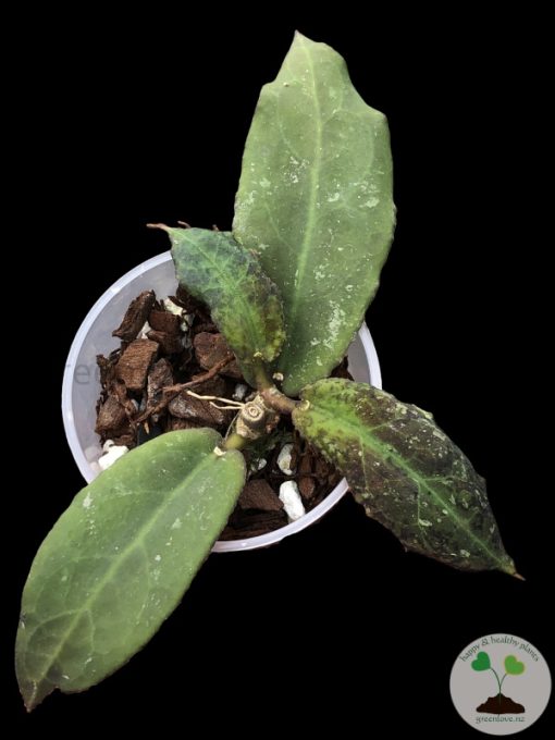 Hoya undulata red