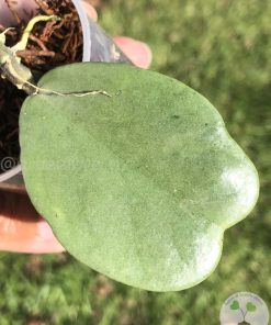 Hoya Kerrii Full Silver - highly rare