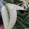 Scindapsus Mayari mint