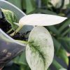 Scindapsus Mayari mint