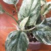 Rare Scindapsus Moonlight Marble